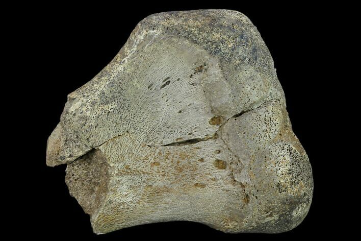Ceratopsian Dinosaur Metatarsal - Alberta(Disposition #-) #134449